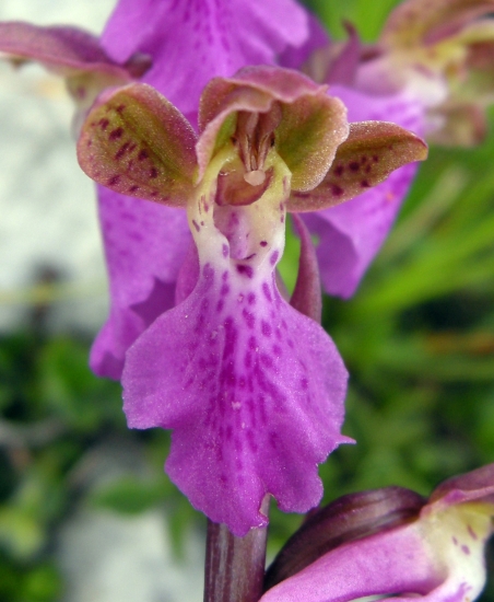 Orchis spitzelii